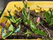 Growing tulips