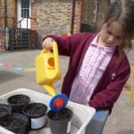 early years pupils growing sunflowers and runner beans