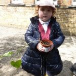early years pupils growing sunflowers and runner beans