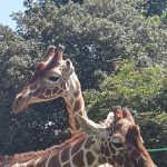 School trip to whipsnade zoo